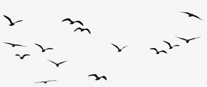 “spread Your Wings - Birds Flying In The Sky Png, transparent png #3963000