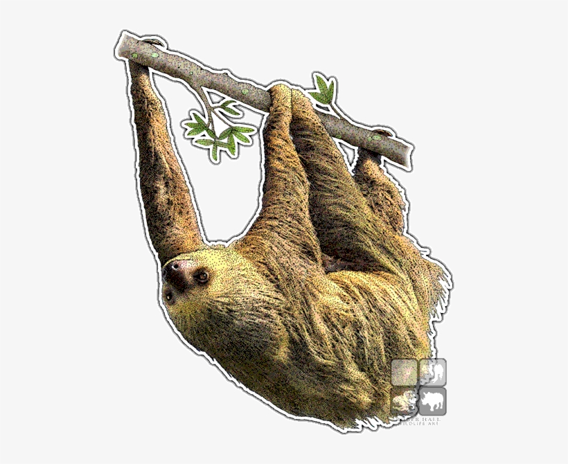 Hoffmann's Two-toed Sloth Decal - Sloths Of The World Throw Blanket, transparent png #3963064