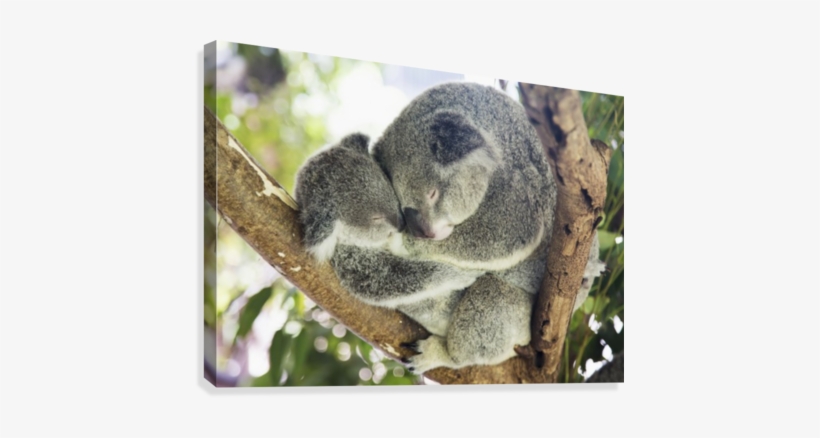 Mother And Baby Koala Bears Cuddled Up In A Tree - Mother And Baby Koala Bears (phascolarctos Cinereus), transparent png #3963405