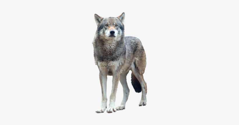 Gray Wolf Transparent Background, transparent png #3963824