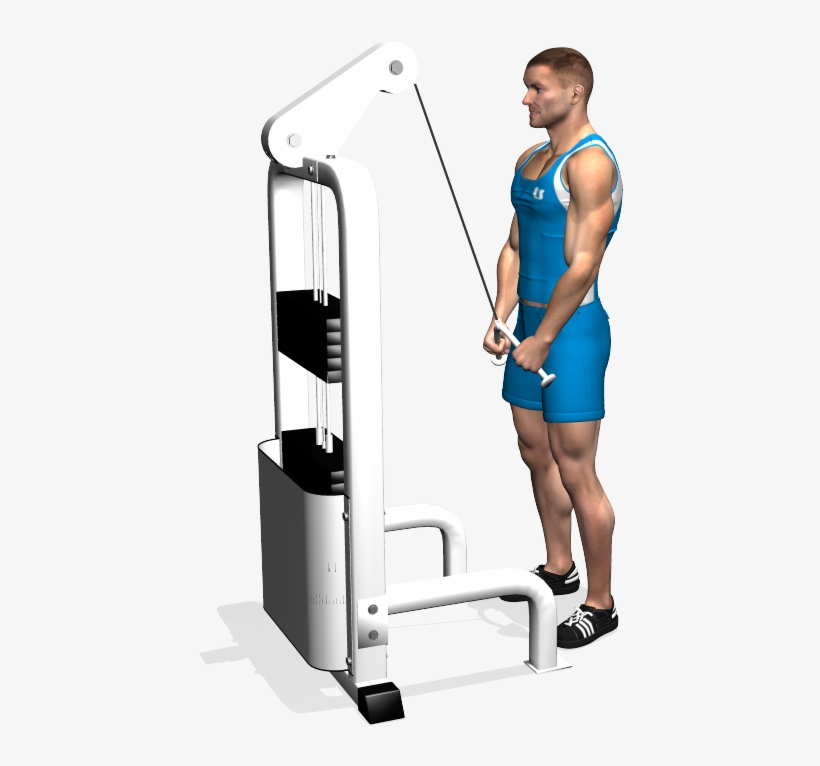 Cable Triceps Pushdown Involved Muscles During The - Tricipiti Lat Machine, transparent png #3963892