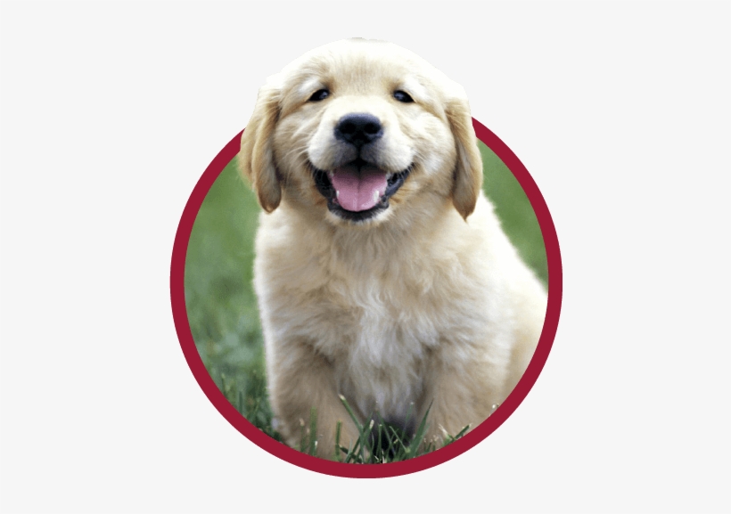 Puppy Preferred Pet Plans - Golden Retriever Puppies, transparent png #3964932