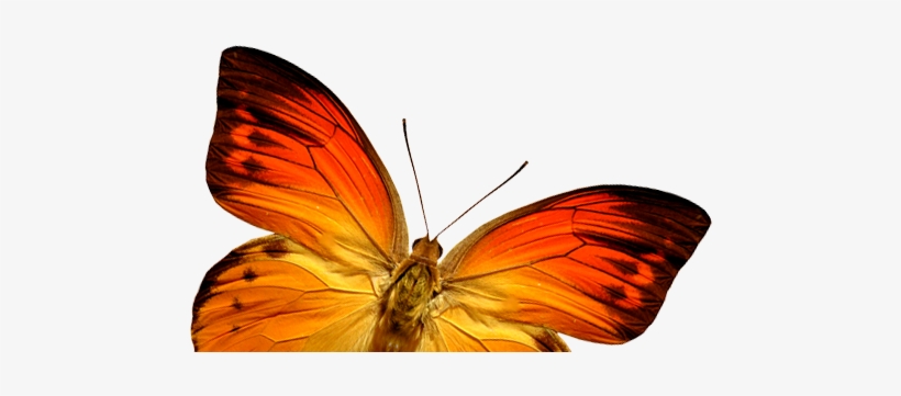 Coolest Butterfly Pictures Free Download Orange Butterfly - Butterfly, transparent png #3965037
