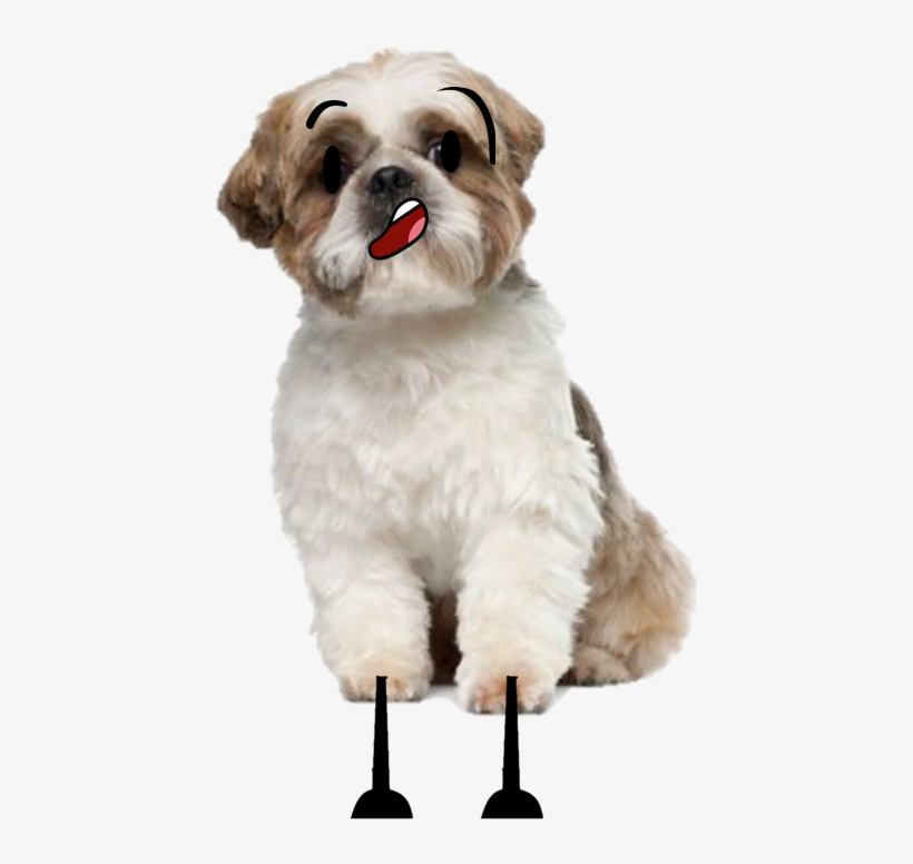 Shish Su- The Talking Dog - Shih Tzu, transparent png #3965176