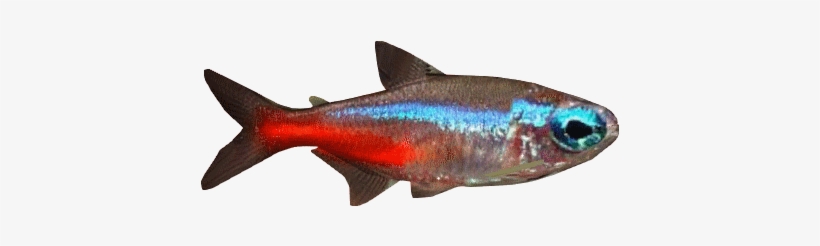 Neon Tetra - Oily Fish, transparent png #3966326