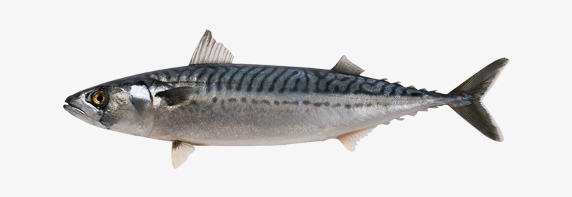 Mackerel - Mackerel Fishes, transparent png #3966358