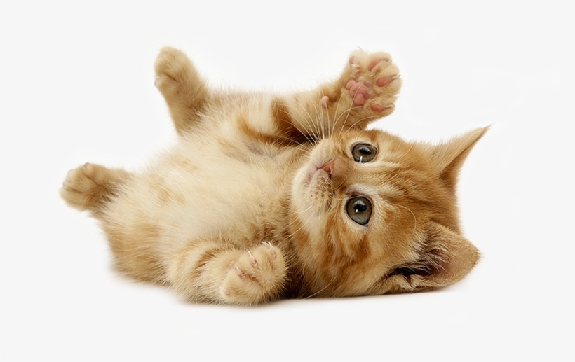 I Have Been Taking My Pets To Glasgo Memorial Veterinary - Rodent Rhymes And Pussycat Poems, transparent png #3966482