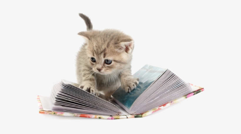 From Heart Warming Stories Of Shelter Kittens Finding - Transparent Png Heart Cat, transparent png #3966571