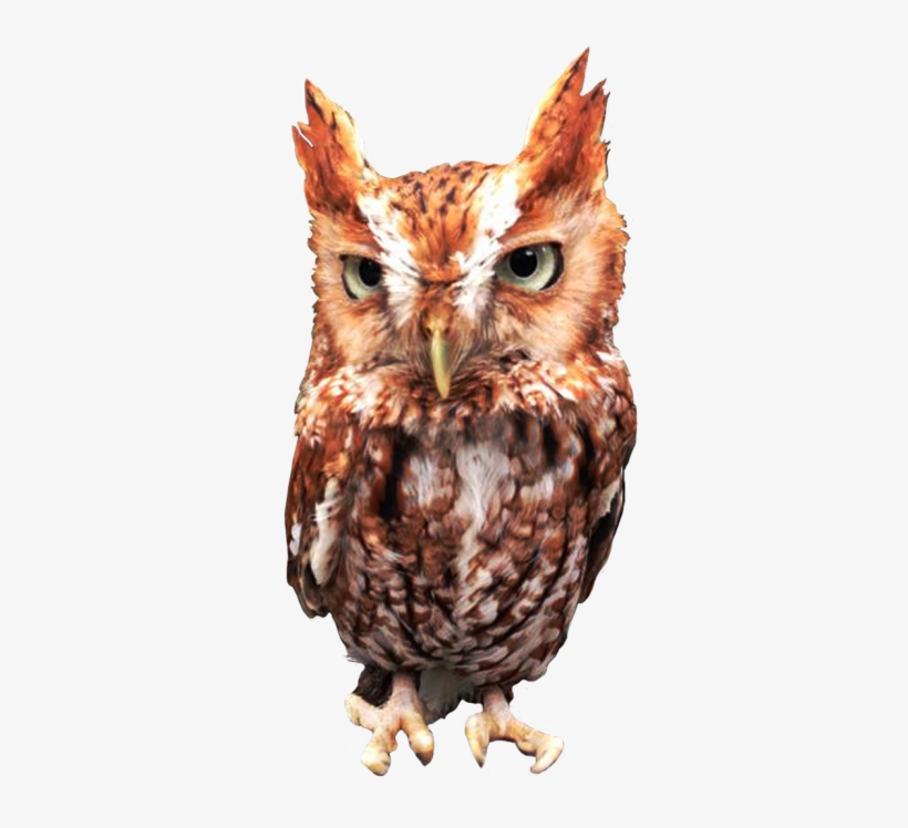 Animals Transparent Owl - Eastern Screech Owl, transparent png #3966824