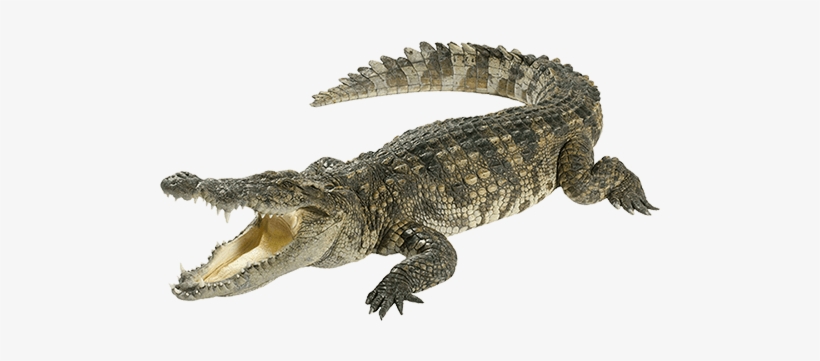 Crocodile - First Qanda Deadly Creatures [book], transparent png #3966938