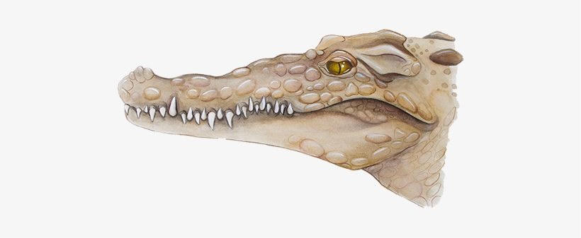 American Crocodilecrocodylus Acutus - Nile Crocodile, transparent png #3967102