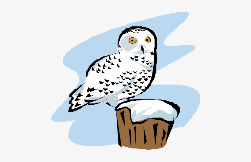 Snowy Owl - Snowy Owls Cartoon Transparent, transparent png #3969244