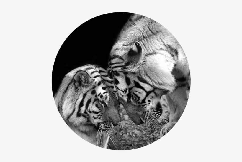 Tiger Love Siberian Tigers Black And White Print Art - Love Tiger, transparent png #3972441