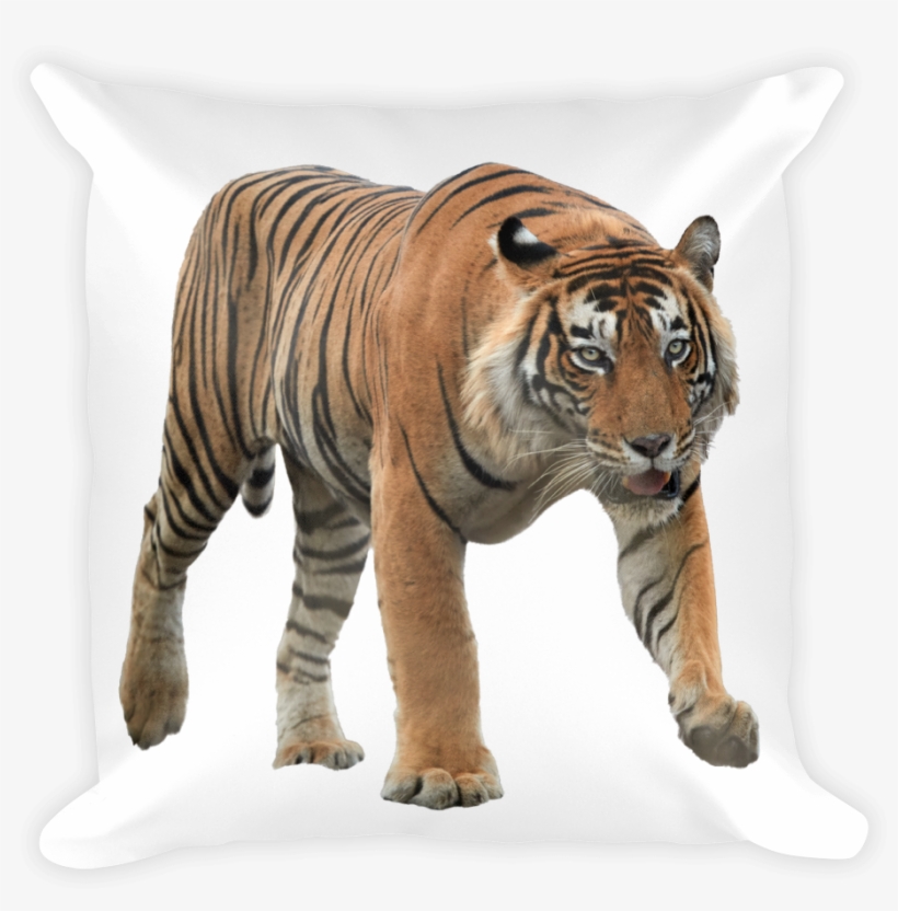 Bengal-tiger Print Square Pillow - Panthera Tigris Malayensis Png, transparent png #3972704
