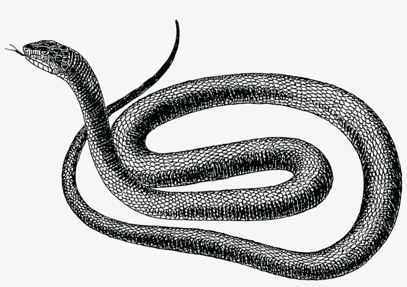 , , - Rat Snake Clip Art, transparent png #3972927