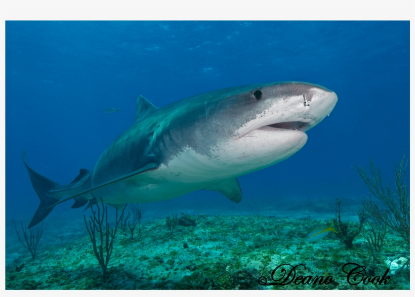 Tiger Shark Emma 1 Canvas Print - Tiger Shark, transparent png #3973216