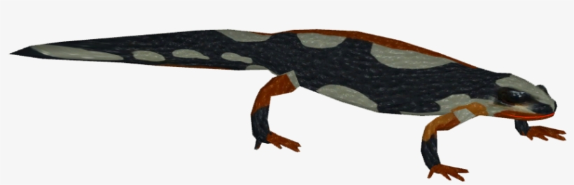 Kaiser's Spotted Newt, transparent png #3973254