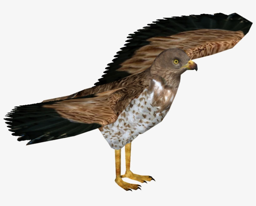 Short-toed Snake Eagle - Buzzard, transparent png #3973306