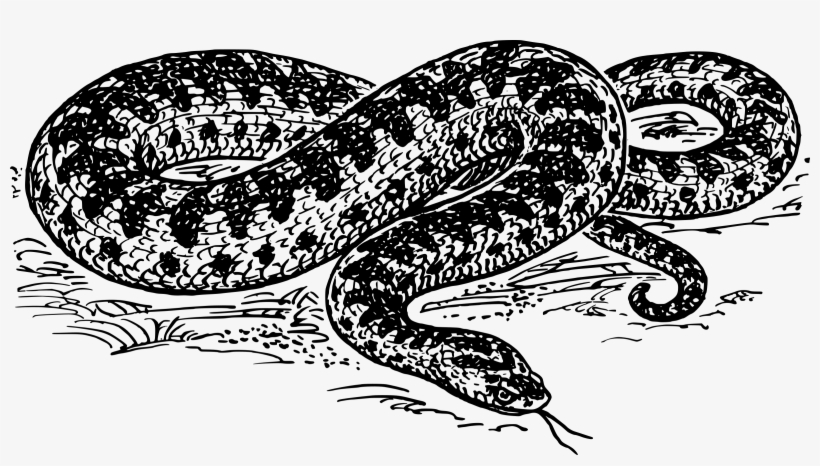 Big Image - Serpiente En Blanco Y Negro, transparent png #3973338