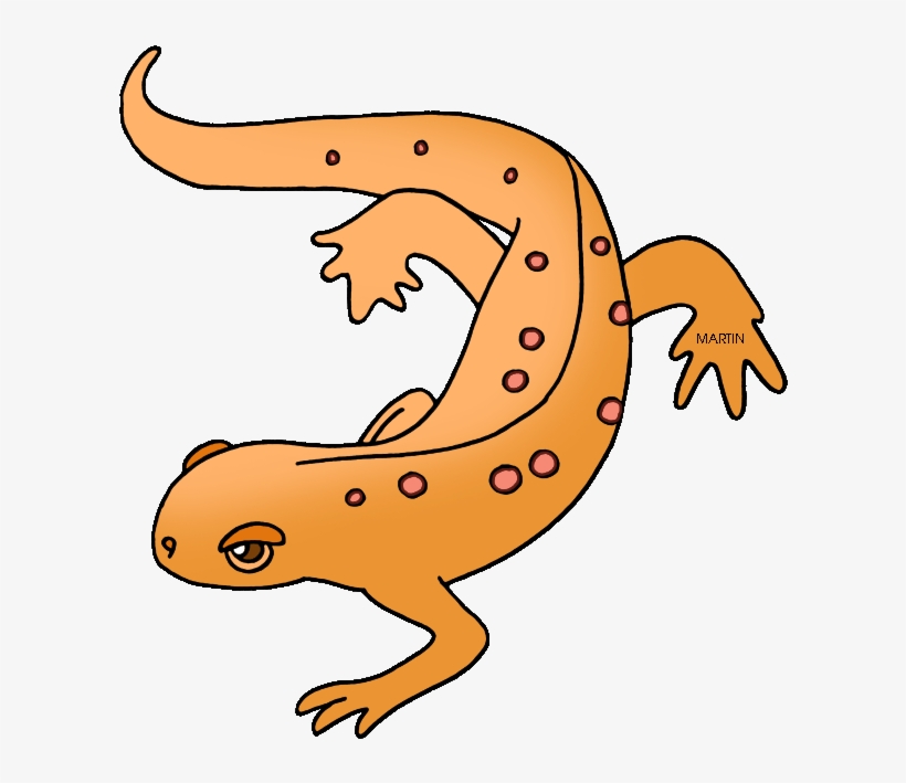 State Amphibian Of New Hampshire - Amphibians Clipart, transparent png #3973402