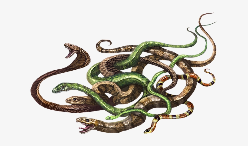 Post - D&d Swarm Of Snakes, transparent png #3973556