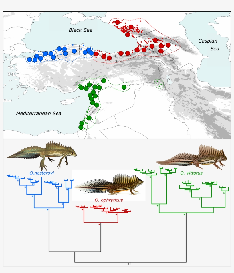 We Confirm That There Are Three Genetically Distinct - Map, transparent png #3973750