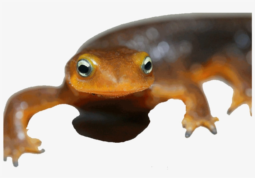 Employee, transparent png #3973871