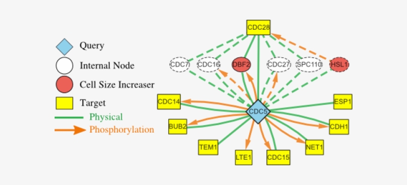 Connecting Top Down And Bottom Up Models Of Systems - Network Bottom Up Top Down, transparent png #3974166