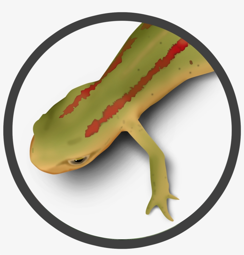 Striped Newt, transparent png #3974243