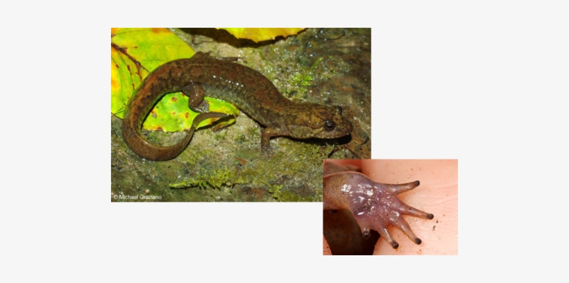 Name This Salamander - Eastern Newt, transparent png #3974293