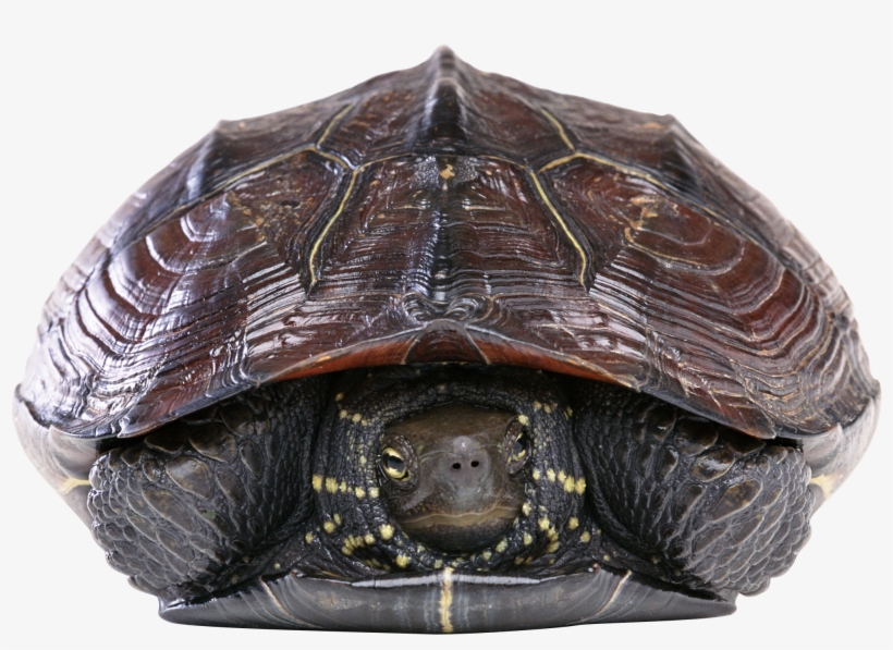 Animal Photoshop Turtle Burger, transparent png #3974925
