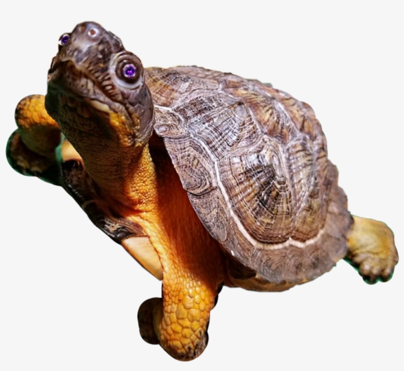 Desert Tortoise, transparent png #3975568