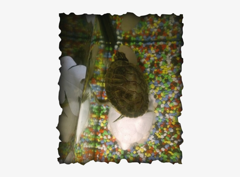 Volleyball, transparent png #3975595