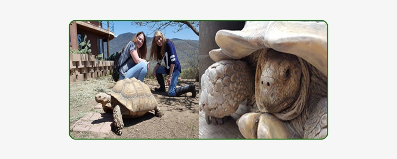 Happy World Turtle Day Shellebrate World Turtle Day - Galápagos Tortoise, transparent png #3975656