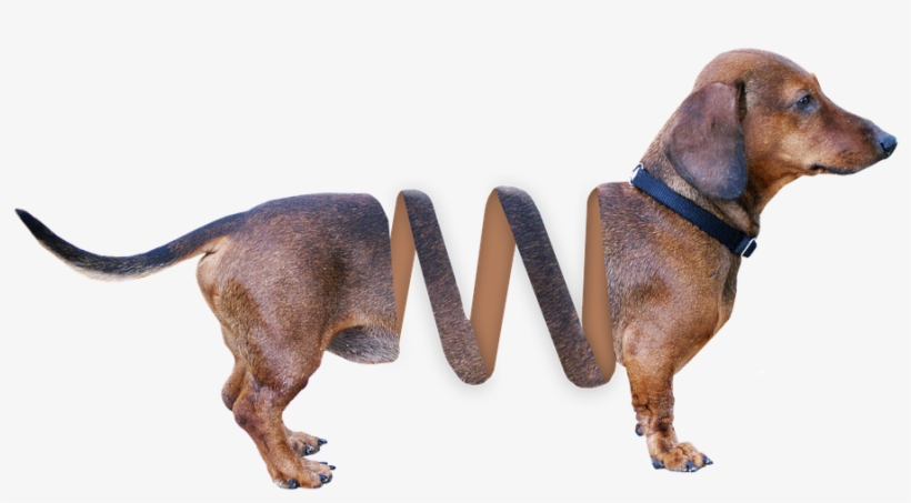 Dachshund, Dog, Animal, Brown, Pet, Hybrid, Fur, Dear - Redbone Hound, transparent png #3976068