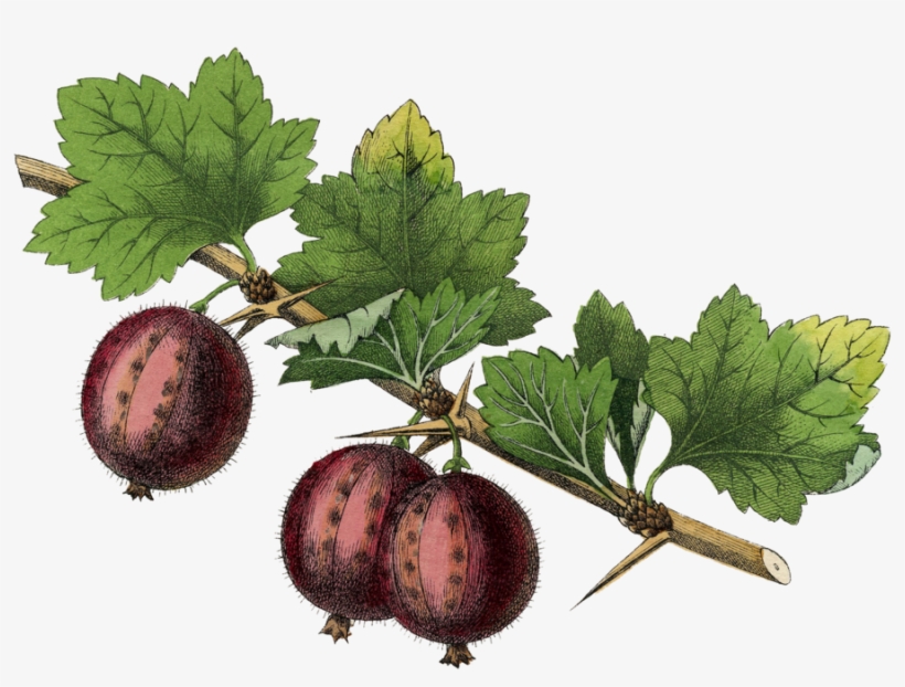 Gooseberry - Anonymous - Kitchen Fruits Iii, transparent png #3976191