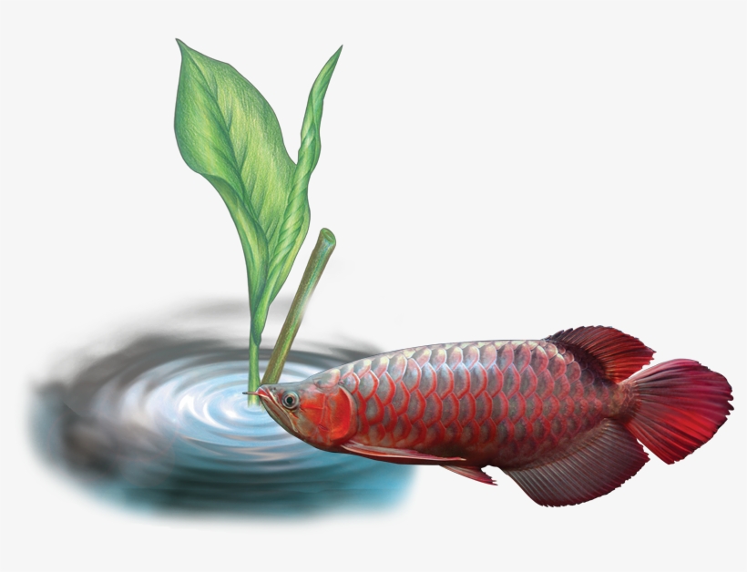 Of O Arowana Disease - Disease, transparent png #3976685