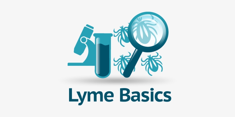 Lymedisease - Org - Lyme Disease Icon Png, transparent png #3976856