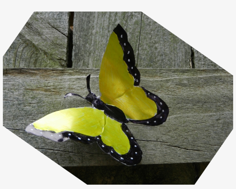 When I Saw Soda Can Butterflies On The Internet, I - Apatura, transparent png #3978320