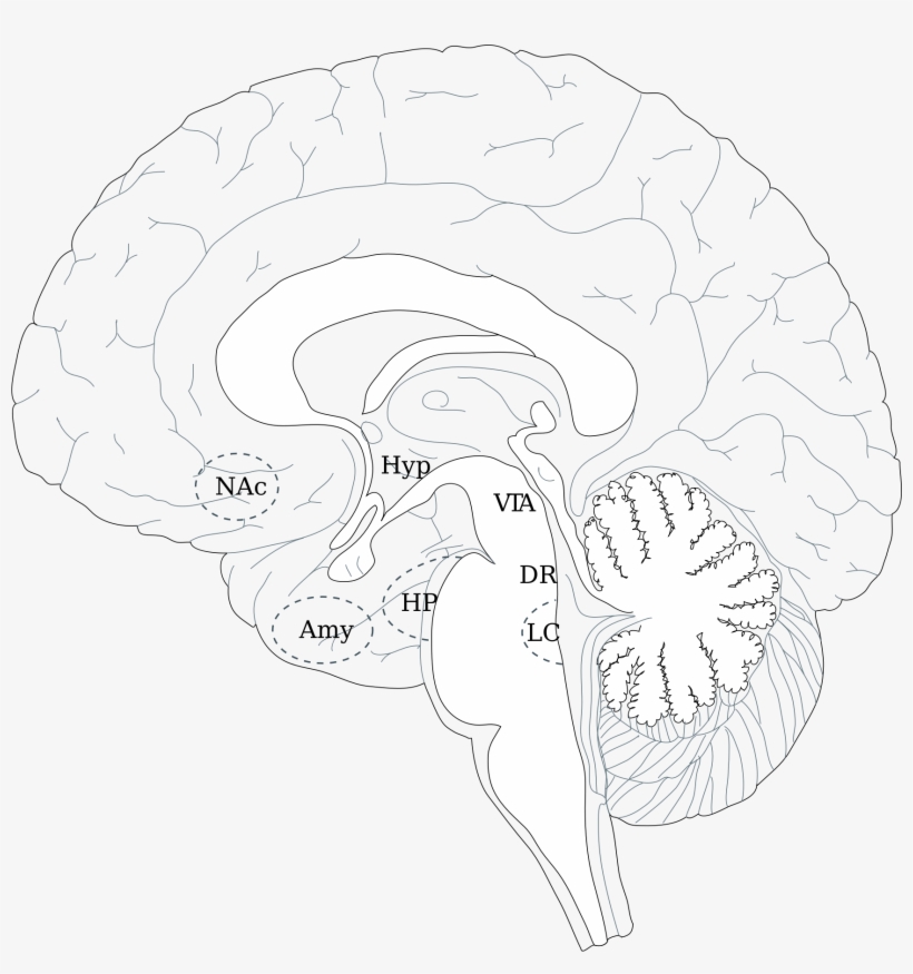 Brain Png, transparent png #3978594