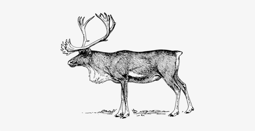 Reindeer Elk Clip Art Carousel Flying Bird - Caribou Image Clipart, transparent png #3979059