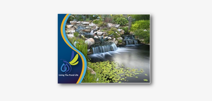 Goldfish & Koi Ponds - Pennsylvania, transparent png #3980130