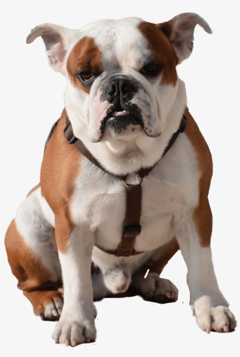 Bulldog Sitting - Cute Puppies And Dogs [book], transparent png #3980500