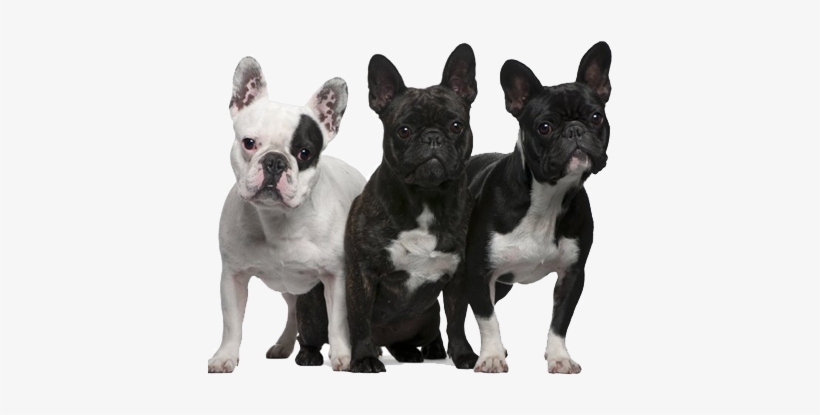 Bulldog Png Transparent Image - French Bulldog With Patches, transparent png #3980607