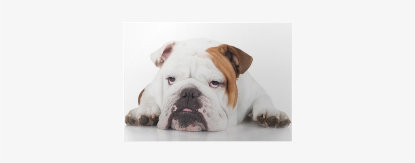 Dog, transparent png #3980672