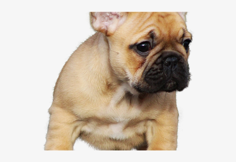 Французский Бульдог Png, transparent png #3980819