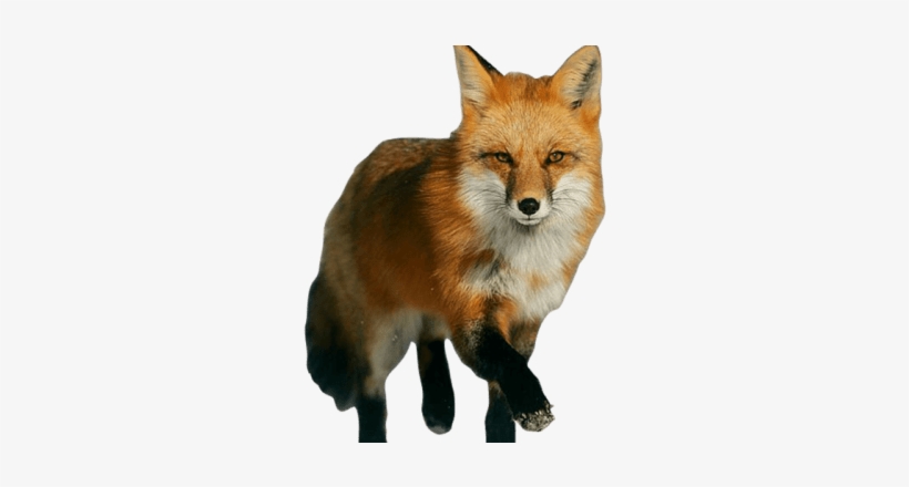 Fox - Red Fox, transparent png #3980865