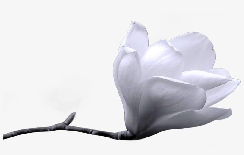 Flower - Winter Png, transparent png #3981843