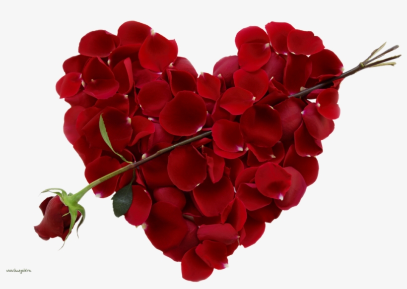 New Images Of Download Rose Flower Awesome Beautiful - Valentine Day, transparent png #3984226