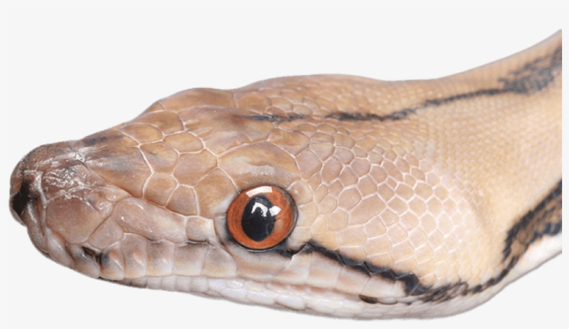 Snake Head Close Up - Snakes, transparent png #3987498